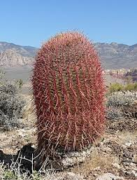 <p><em>Ferocactus</em></p>