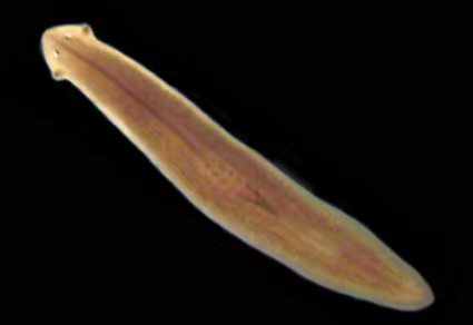 <p>What are the little arrows near the head called?</p>