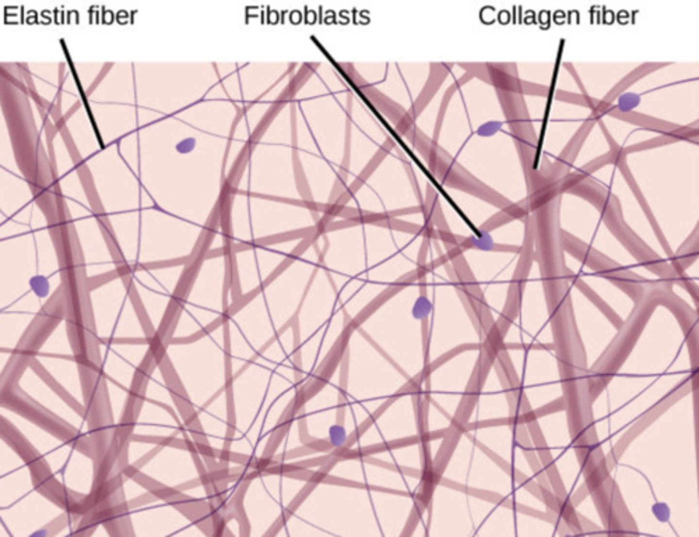 <p>Wraps and cushions organs; holds tissue fluid — Under epithelial layers (lamina propria), surrounding capillaries</p>