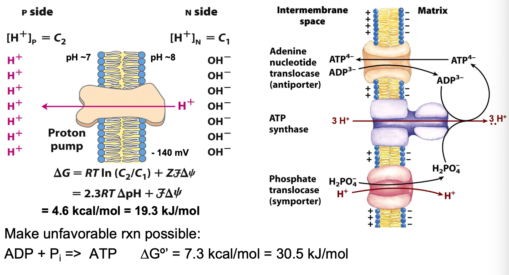 <ul><li><p>energy needed to phosphorylate ADP provided by flow of protons down electrochemical gradient (PMF)</p><p></p></li></ul><p></p>