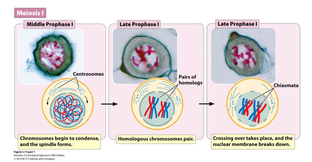 <p><span>Chromosomes condense and nuclear envelope disintegrates</span></p>