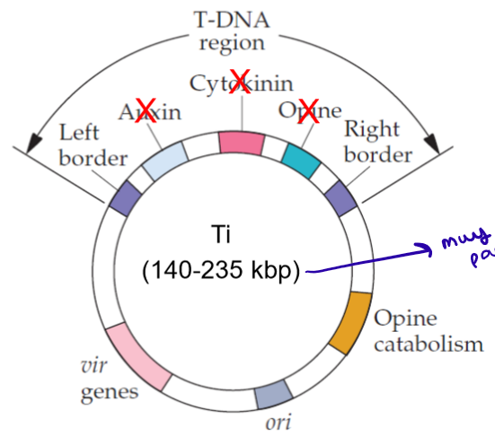 <p>Plásmidos Ti desarmados: eliminación de genes oncogénicos y de síntesis de opinas, conservando el T-ADN y los genes vir.</p><p></p>