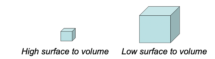<p>regulate body temperature through energy exchange with the environment.</p><ul><li><p>their surface area-to-volume ratio is important in exchanging energy with the environment.</p><ul><li><p>higher surface area= more contact with environment</p></li><li><p>smaller= less contact but also ness control of internal temp.</p></li></ul></li></ul>