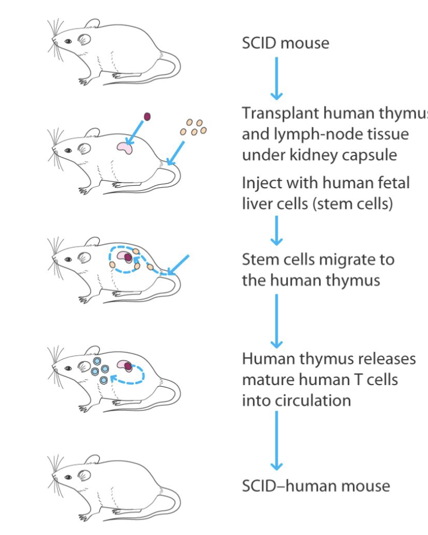 <p><span><span>The engraftment is carried out by implantation of liver and thymus under the kidney capsule and by transplantation of HSCs obtained from fetal liver.</span><span><br></span><span>(highest human cell reconstitution but difficult to do)</span></span></p><p>SCID mouse human like model</p>
