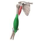 <p>Function: Flexion of elbow</p><p>Exercise: Hammer curl</p><p>Stretch: Supinated wrist extension pull</p>
