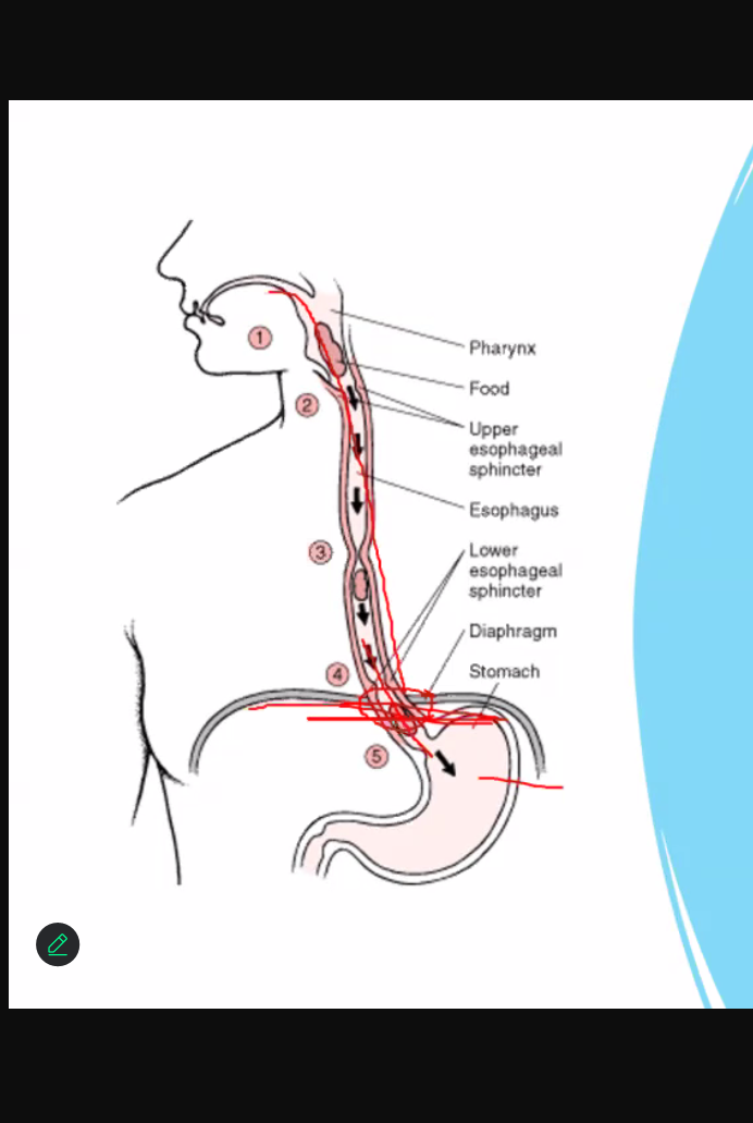 <p>Tubular structure 10 inches long</p><p> From pharynx to stomach</p><p>Continuous above with the laryngeal part of the pharynx opposite 6th cervical vertebra and passes diaphragm at level of 10th thoracic vertebra to join stomach (c6 to t10)</p>