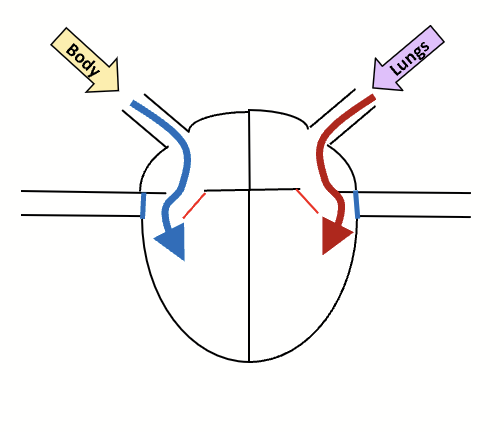 <p>Heart is relaxed. Venous return fills the atria via vena cava. Pressure pushes the AV valves open. Blood flows in the ventricles. Not enough pressure to open the semilunar valves.</p>