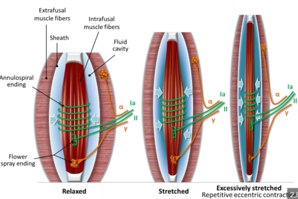 <p>1) nuclear bag → primary annulo-spiral neurones</p><ul><li><p>wraps around central region</p></li><li><p>sensitive to dynamic change → relative length change</p></li></ul><p>2) nuclear chain → flower spray neurones</p><ul><li><p>sensitive to sustained stretch (static change) → persistent long length</p><p></p></li></ul><p></p>
