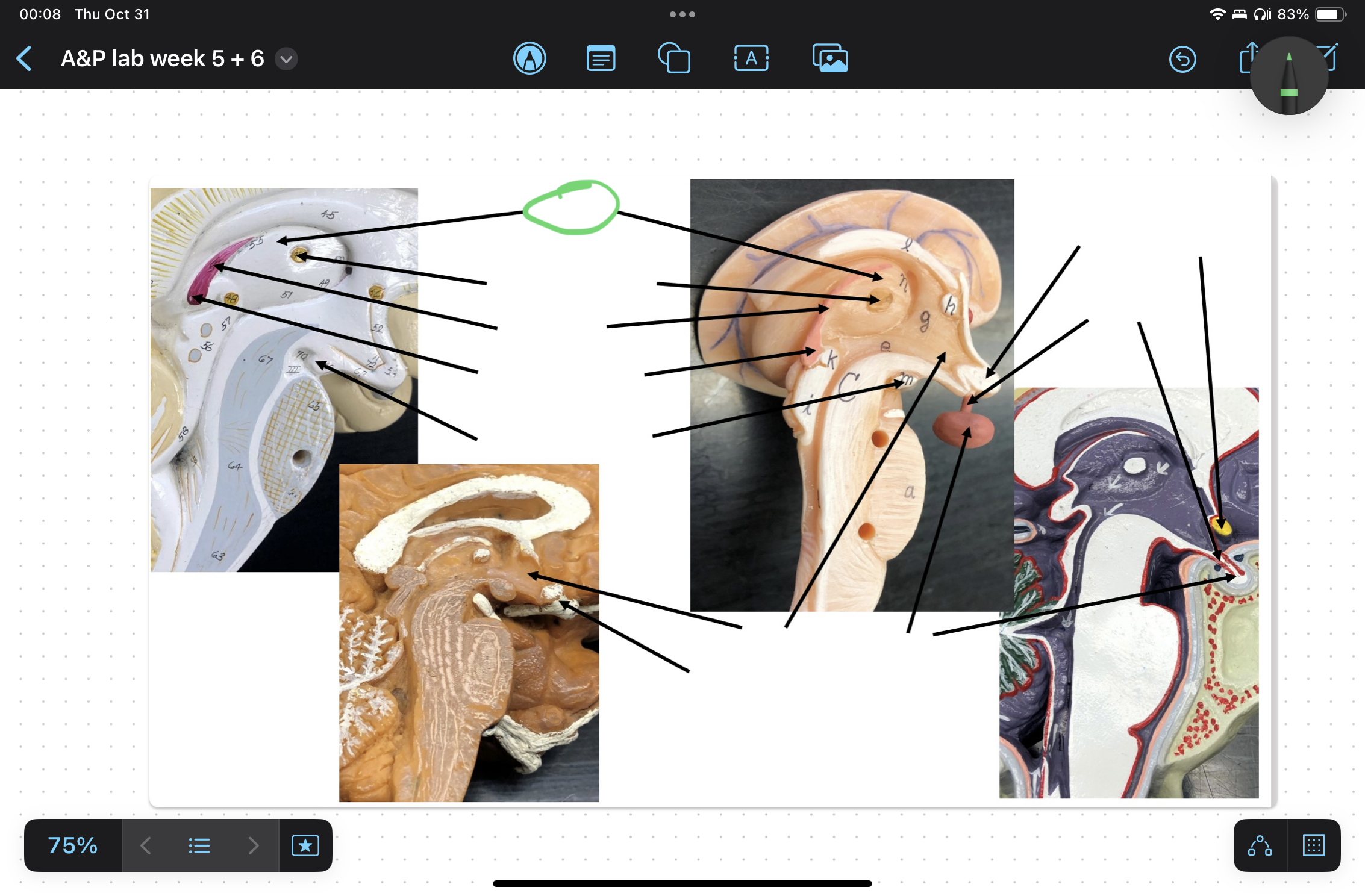knowt flashcard image