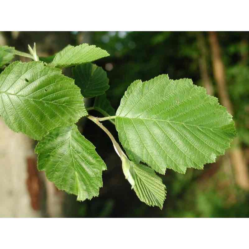 <p>Alnus incana</p>