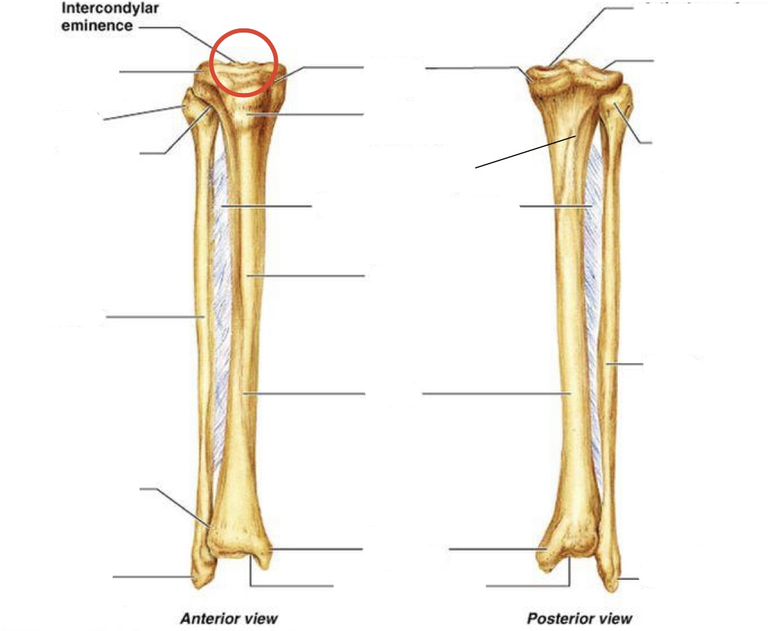 <p><span><span>Intercondylar eminence</span></span></p>