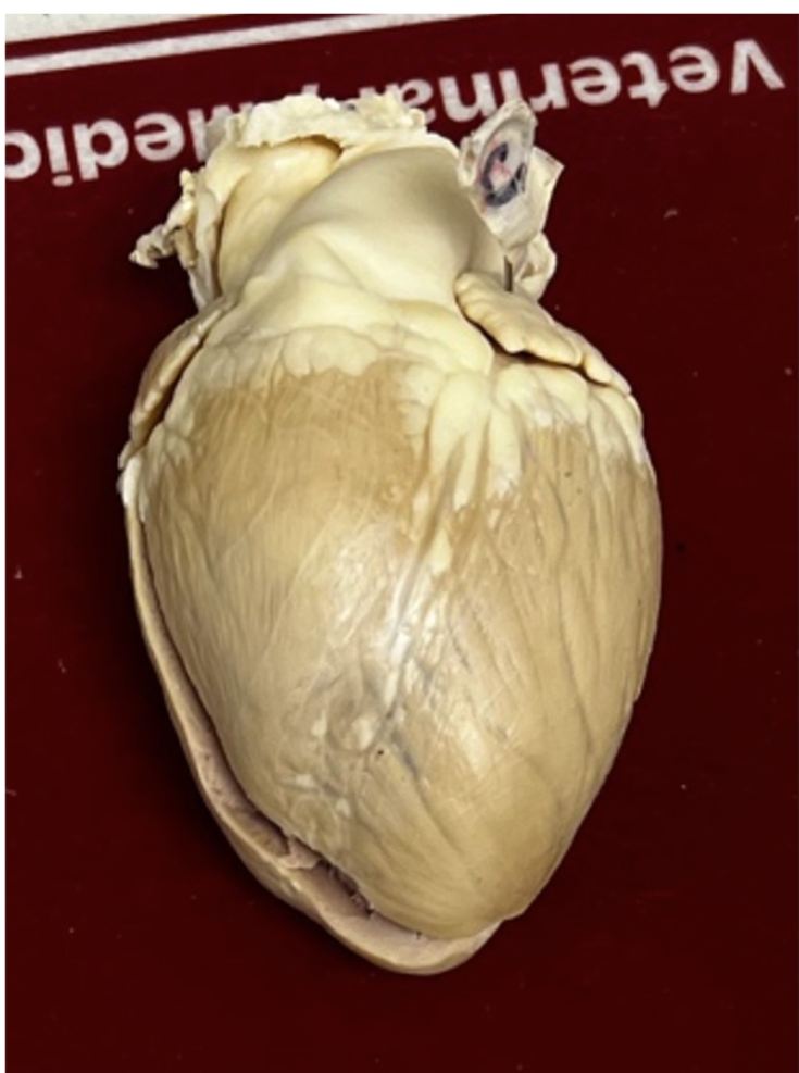 <p>What side and chamber of the heart is pinned (C)? </p>