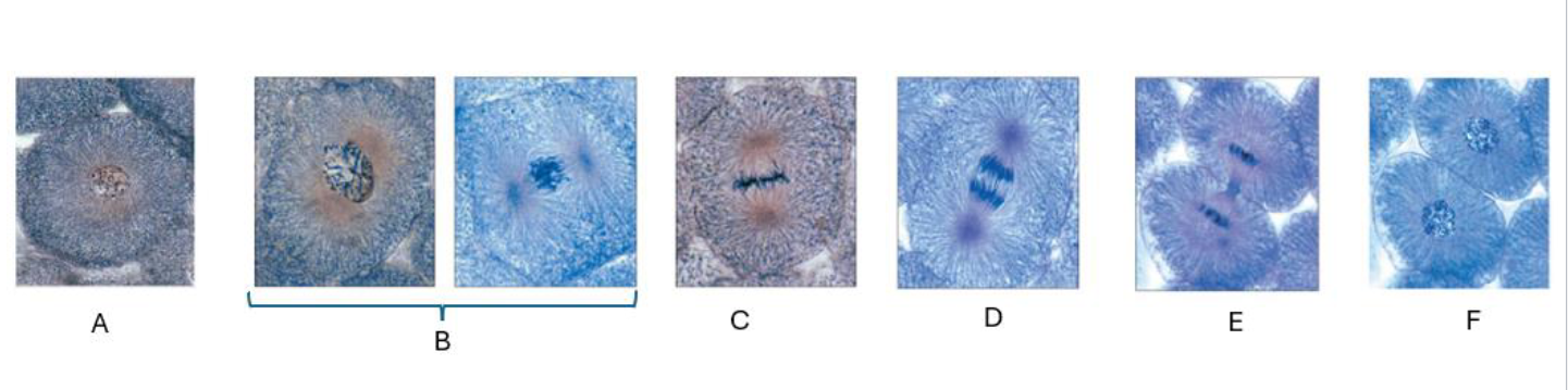 <p>What is C?</p>