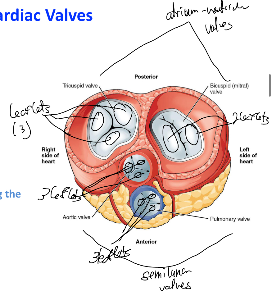 <p>Stop backflow</p>