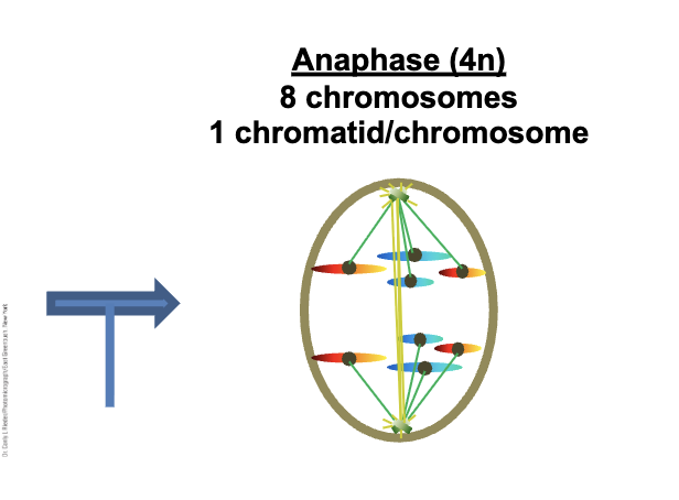 <p>Anaphase (4n) </p><ul><li><p>Sister chromatids are SEPARATE </p></li><li><p>Chromatids are now INDEPENDENT DNA molecules (chromosomes) </p></li><li><p>Cell is TETRAPLOID </p></li><li><p>Kinetochore microtubules DEPOLYMIZE (SHORTEN) </p></li><li><p>Non-kinetochore microtubules LENGTHEN </p></li></ul><p></p>