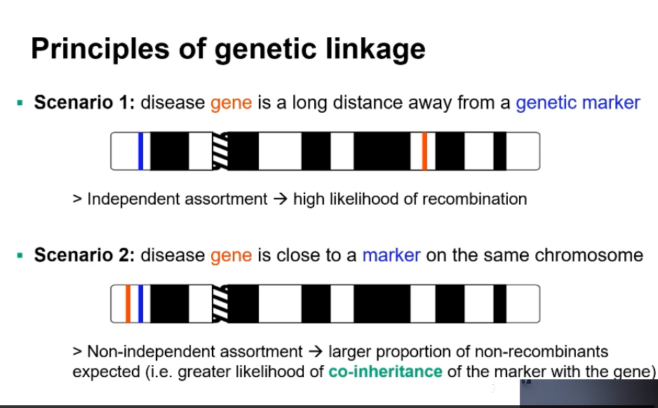 <p>Linkage: refers to assumption of 2 things being physically linked together</p><p></p><p>Genetic linkage: refers to the tendency of genes or DNA markers that are physically close together on the same chromosome to be inherited together during meiosis because crossing-over is less likely to occur between them.</p><ul><li><p>You have a pair of homologous chromosomes:</p><ul><li><p>one chromosome inherited from mum,</p></li><li><p>the matching chromosome inherited from dad.</p></li></ul></li></ul><p></p><ul><li><p>These homologs contain the same genes in the same order (same loci), but can have different alleles.</p><ul><li><p>Example haplotypes (allele combinations along one chromosome):</p><ul><li><p>Mum: A₁ — B₁</p></li><li><p>Dad: A₂ — B₂</p></li></ul></li></ul></li></ul><p></p><ul><li><p>During meiosis I, mum’s and dad’s homologs pair up.</p></li><li><p>The cell’s recombination machinery can create a crossover (swap) between non-sister chromatids of the homologs.</p></li><li><p>The key question: Does the crossover happen in the DNA between gene A and gene B?</p><p></p><ul><li><p>If A and B are close together:</p><ul><li><p>crossover rarely happens between them</p></li><li><p>so A₁ tends to stay with B₁ (and A₂ stays with B₂)</p></li><li><p>→ you mostly see parental combinations in gametes</p></li><li><p>→ strong linkage (low recombination frequency)</p></li></ul></li></ul></li></ul><p></p><ul><li><p>If A and B are far apart:</p><ul><li><p>crossover often happens between them</p></li><li><p>so you often make recombinants (e.g., A₁—B₂ and A₂—B₁)</p></li><li><p>→ genes don’t look linked</p></li><li><p>→ weak linkage (high recombination frequency)</p><p></p></li></ul></li></ul><ul><li><p>Recombination frequency is used as a measure of linkage:</p><ul><li><p>low recombination chromosomes % = strong linkage</p></li><li><p>high recombination chromosomes % = weak/no linkage</p></li></ul></li></ul><p></p><p><strong>Quick clarity: gene vs allele (your question)</strong></p><ul><li><p>A gene = a DNA region at a specific locus (position) on a chromosome.</p></li><li><p>Alleles = the different versions of that gene on the mum vs dad homologs.</p><ul><li><p>if you look at that locus across the pair, you’re comparing mum allele vs dad allele.</p></li></ul></li></ul><p></p><p></p>