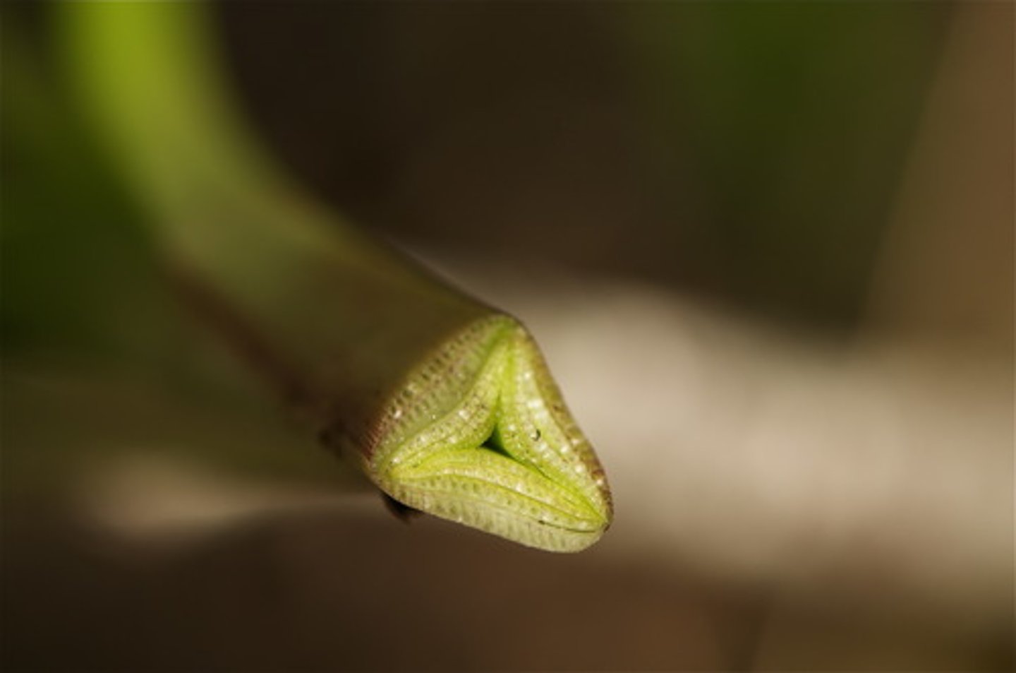 <p>sedges, triangle stems, no nodes,</p>