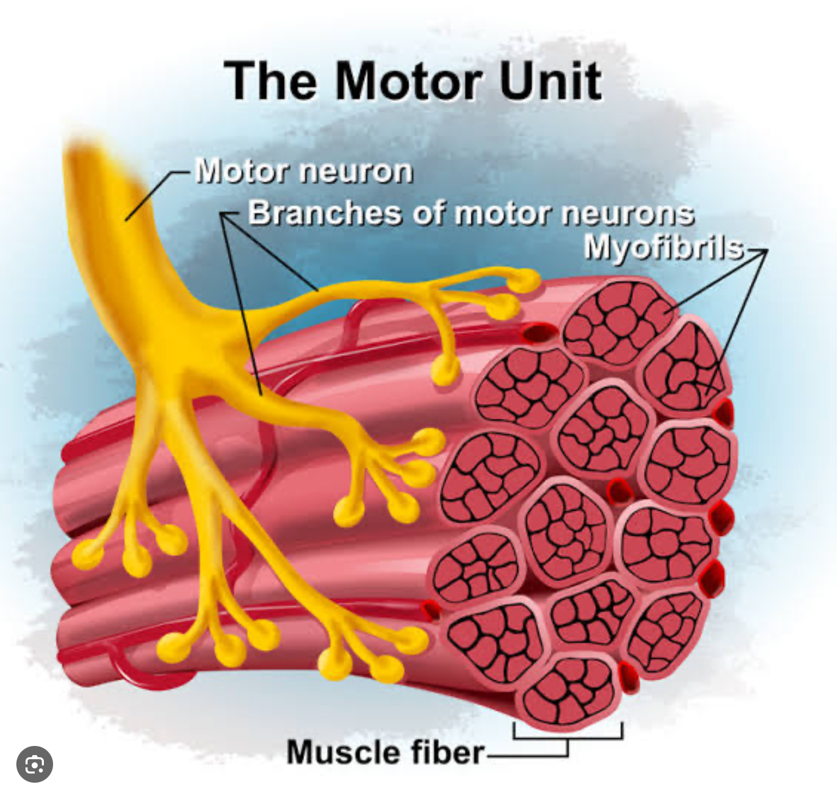 <p>Motor neuron tellls muscle fibers to innervate (move)</p>