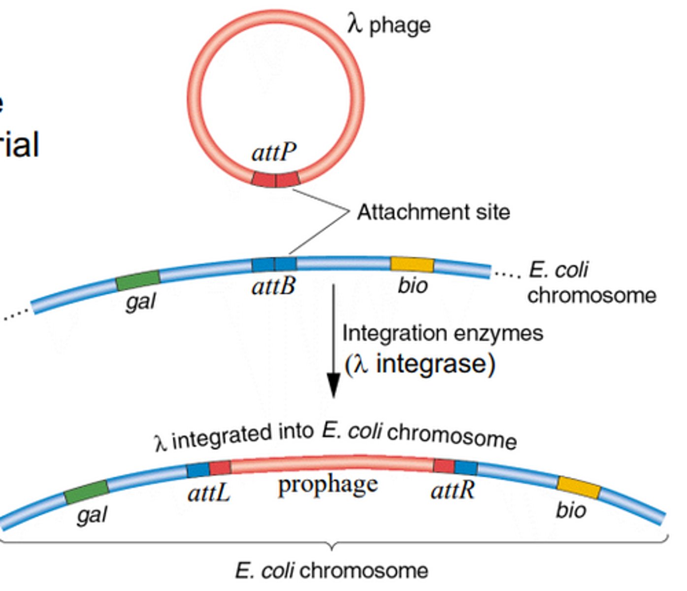 <p>Phage uses attP site on the phage DNA and attB site on the bacterial chromosome, and then uses λ integrase to combine the prophage and the chromosome. the attP and attB sites become attL and attR.</p>