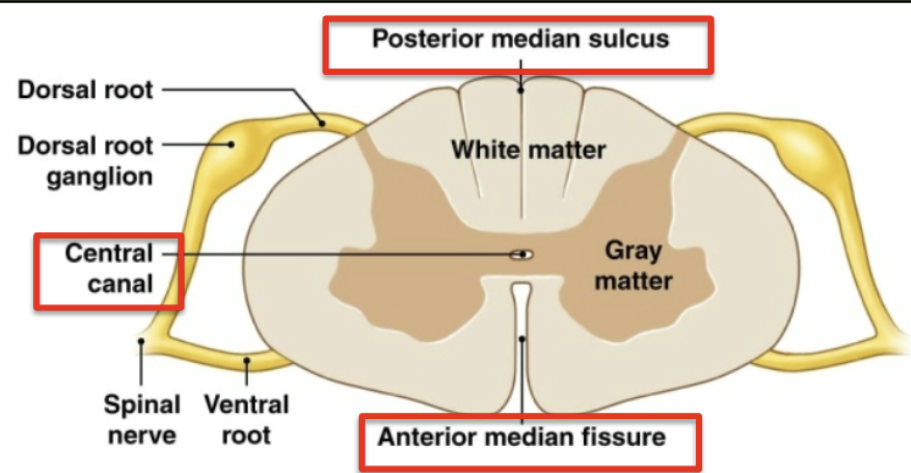 <p></p><ul><li><p>posterior median sulcus in front </p><ul><li><p>little groove</p></li></ul></li><li><p>anterior median fissure at bottom </p><ul><li><p>larger groove </p></li></ul></li><li><p>Central canal </p><ul><li><p>filled with CSF </p></li></ul></li></ul><p></p><ul><li><p><strong>Inner gray Matter</strong>:</p><ul><li><p>abundance of cell bodies/dendrites (inner, deep)</p></li></ul></li><li><p><strong>Outer white matter</strong>:</p><ul><li><p>abundance of myelinated (and some unmyelinated) axons (outer, superficial)</p></li></ul></li></ul><p></p><p>Roots → where spinal nerves communicate with spinal cord </p><ul><li><p><strong>Ventral roots</strong>:</p><ul><li><p>Efferent (motor) pathways: carry information away from CNS → periferal targets </p></li></ul></li><li><p><strong>Dorsal Roots</strong>:</p><ul><li><p><u>Afferent </u>pathways: carry sensory information from periphery → CNS</p></li></ul></li></ul><p>from spinal cord into dorsal </p><p><strong>ganglion</strong>: collection of cell bodies of <u>peripheral nervous system</u> </p><p>Ventral root join with dorsal root → form spinal cord </p>