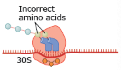 <p>What drug changes the 30S subunit in this process?</p>