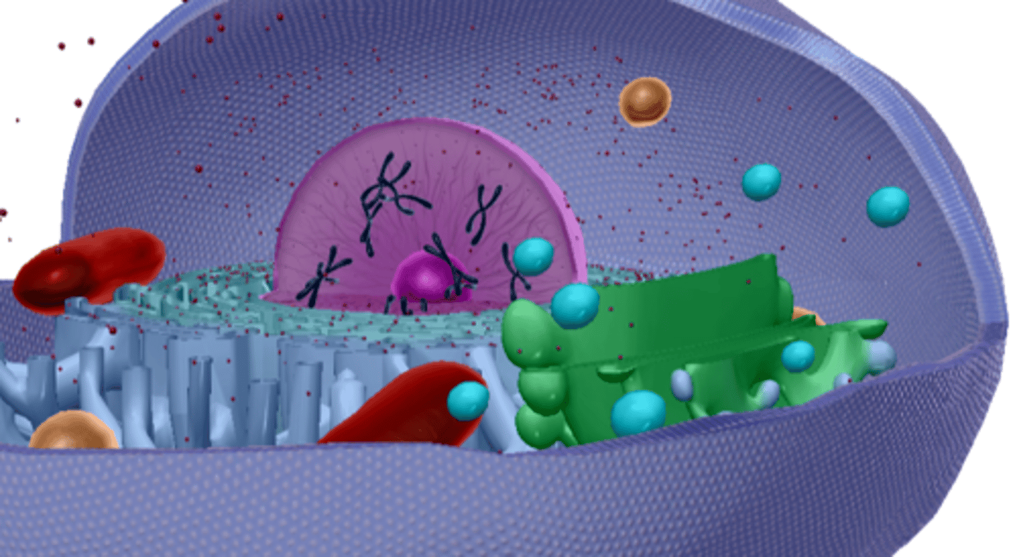 <p>Sac for protein</p>