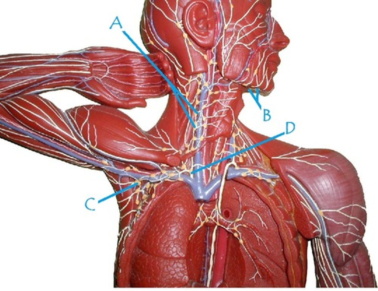 <p>Identify A</p>