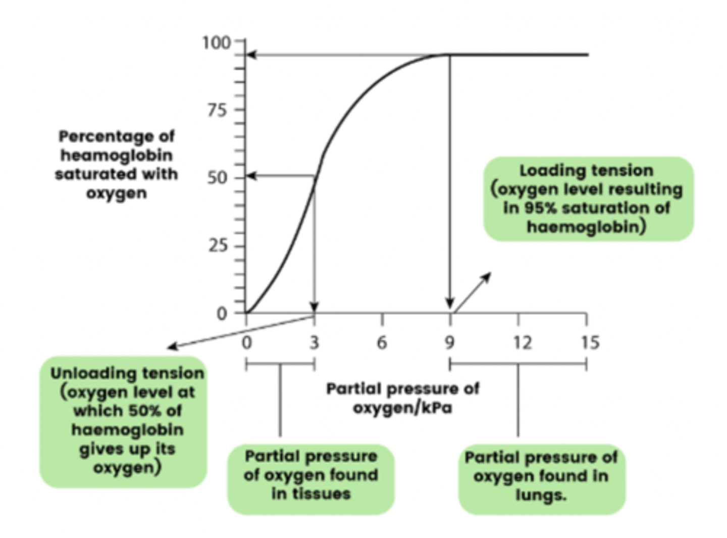 <p>- Loading tension</p><p>- Unloading tension</p><p>- Partial pressure of oxygen found in tissues</p><p>- Partial pressure of oxygen found in lungs</p>