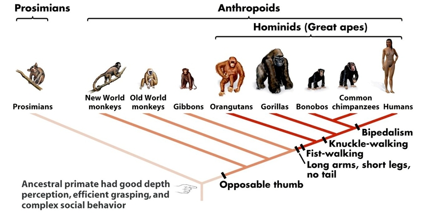 <p>Humans did not evolve from modern apes BUT from the common ancestor of chimpanzees & humans</p><p>Evidence from:  Shared morphological traits with modern chimpanzees & humans, Fossil evidence, DNA evidence</p>