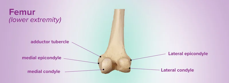 <p>superior to condyle, small lateral stuck out part. point of attachment for ligaments to attach</p>