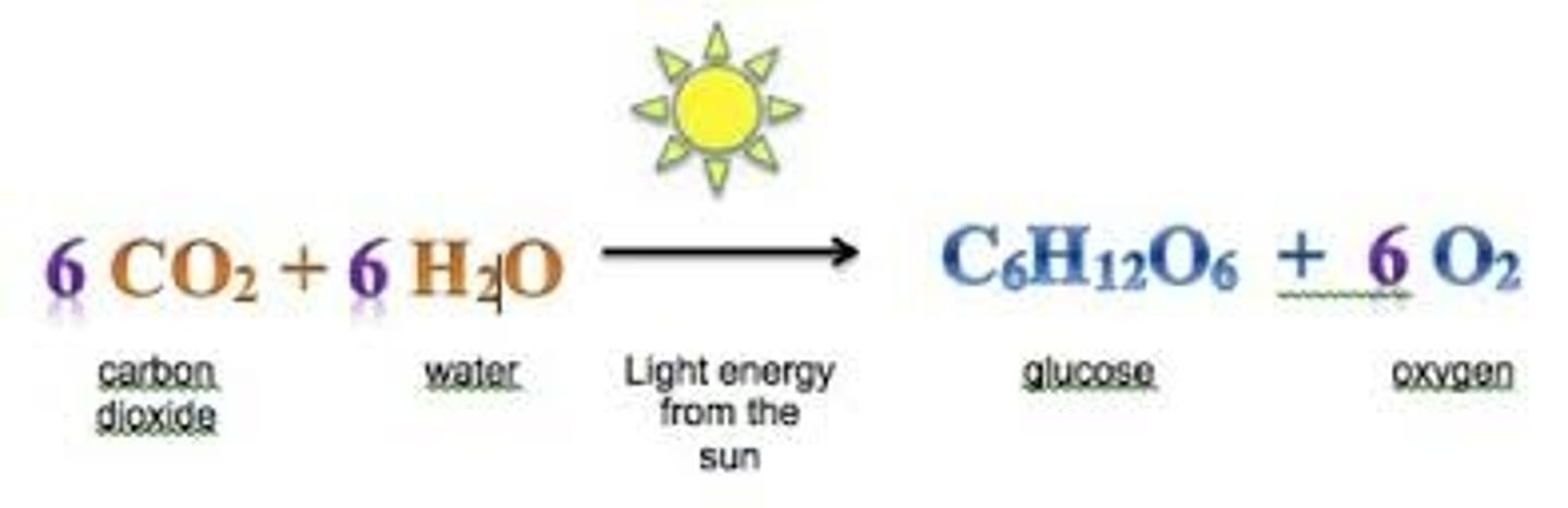 <p>6H₂O + 6CO₂ + Energy -> C₆H₁₂O₆ + 6O₂</p>