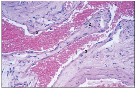 <p>name of histologic slide:</p><p>Specie:</p><p>Parts</p><p>1.__ 2.__ 3.__ </p><p>Stain Used:</p>