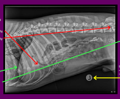 POSITIONING
•No rotation evidenced by the costochondral
junctions being superimposed cranially, and wings of ilium superimposed caudally
ANATOMY
•Not all required anatomy is included
•CRANIAL Diaphragm
•CAUDAL Greater Trochanter **missing**
•VENTRAL Skin margins
•DORSAL Spine

LABELLING
•Correct marker
•Placed in appropriate location