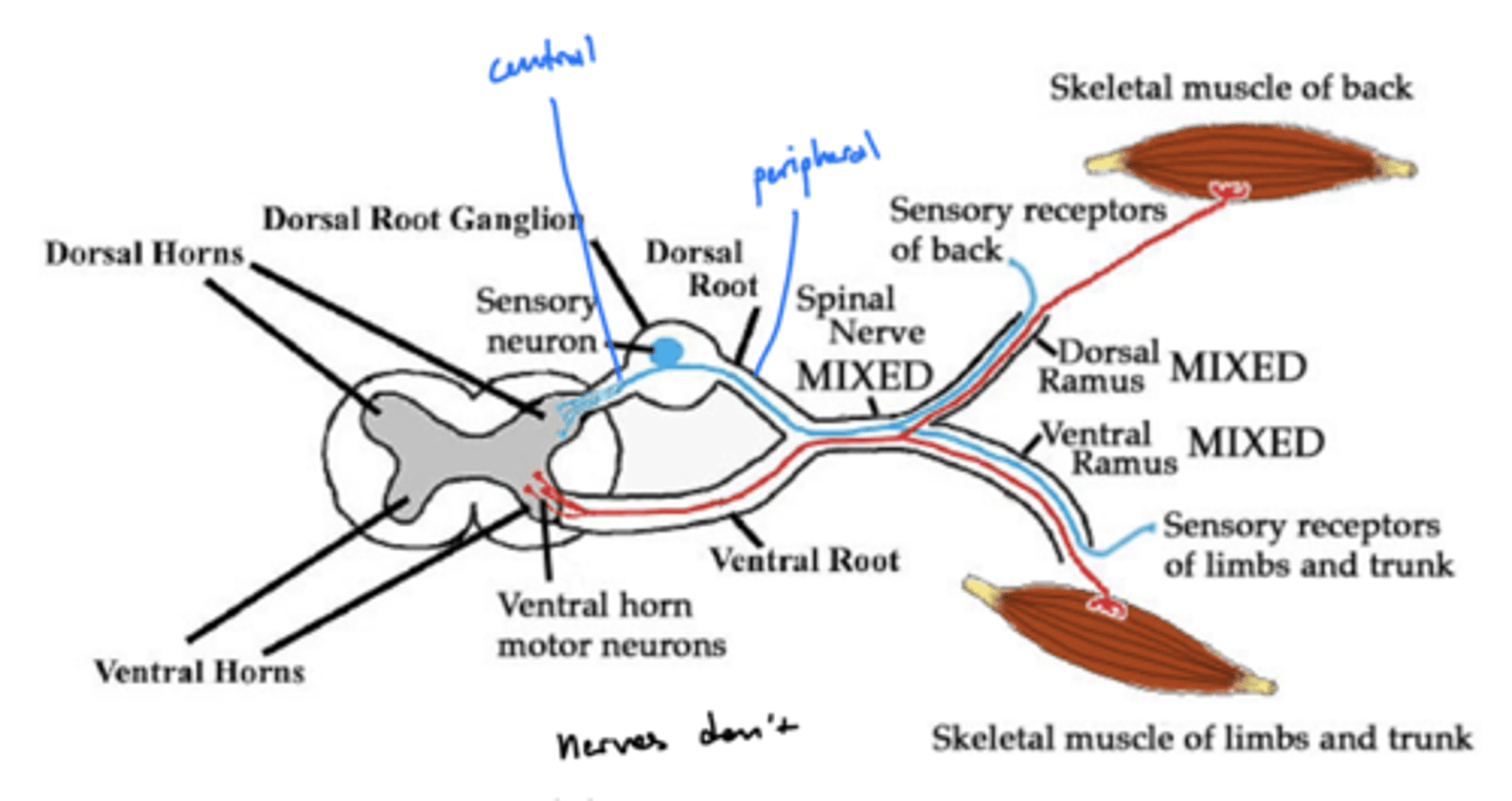 <p>1. ventral primary ramus (larger)</p><p>2. dorsal primary ramus</p>