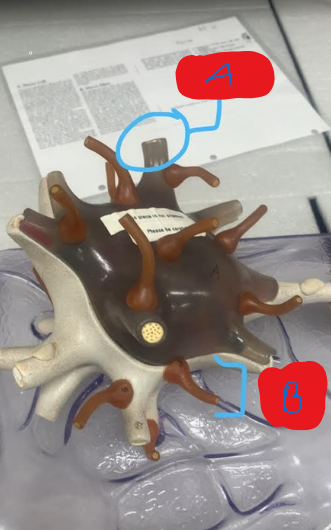 <p>What is B?</p>