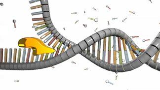 A monomer of DNA