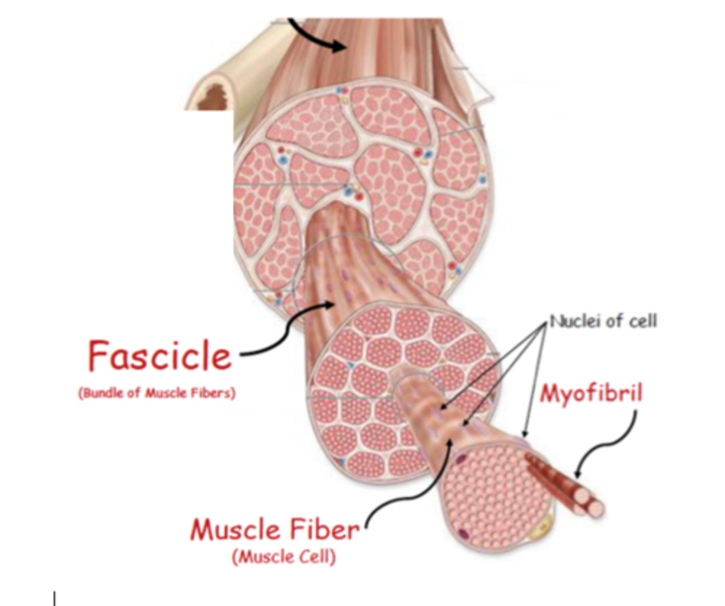 <p>bundle of muscle fibers surrounded by perimysium</p>