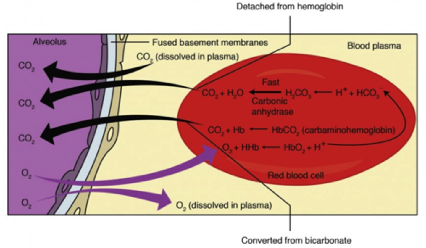 <p>external respiration</p>