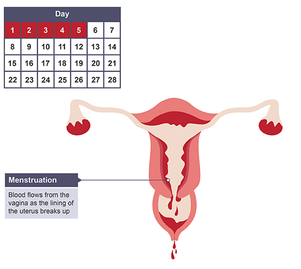 <p>Menstruation occurs, both progesterone and oestrogen levels are low</p>