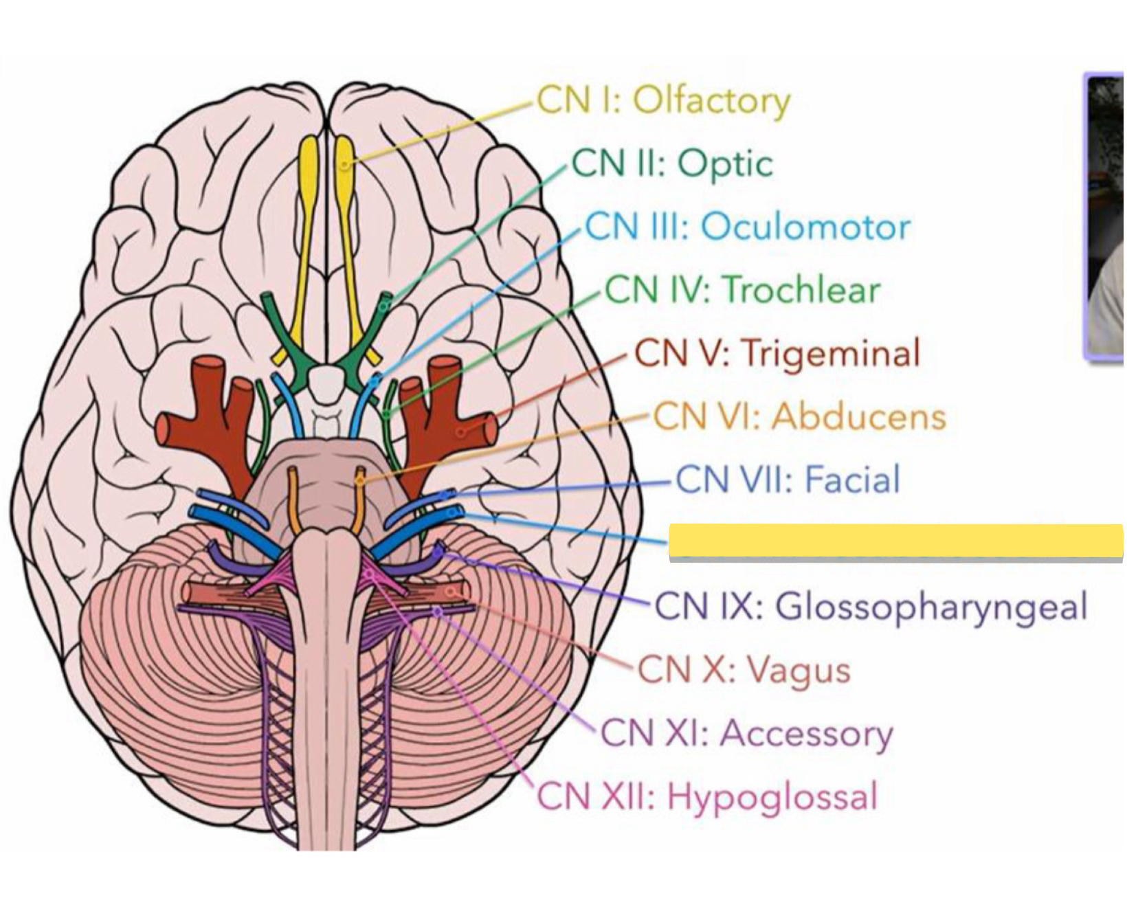 <p>Name this cranial nerve&nbsp;</p>