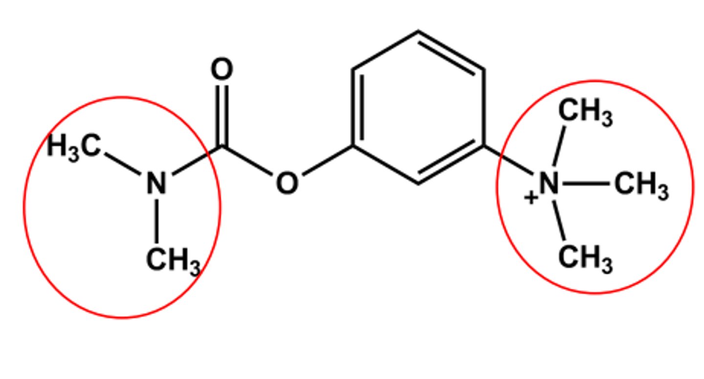 <p>Bulkier carbamate</p><p>Duration of action 5-6 hours</p><p>Quaternary amine</p><p>No CNS effects (why)</p><p>Use: control of Myasthenia gravis; Antidote to some NMJ blockers</p>