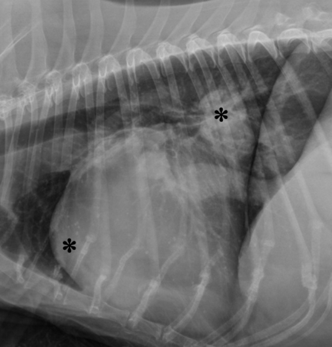 <p>In the radiographic image of a dog seen below. What cardiac chambers as indicated by an asterisks (*) are enlarged?</p><p>1. LA and LV</p><p>2. LA and pulmonary artery</p><p>3. RA and RV</p><p>4. LA and RV</p><p>5. LV and RV</p>