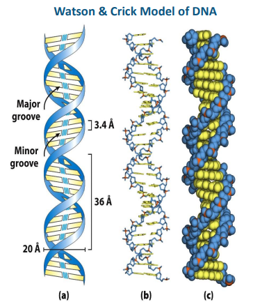 <ul><li><p><span style="font-family: Calibri">Missing layer means alternating pattern (major 22A & minor groove 12A)</span></p></li><li><p><span style="font-family: Calibri">Hydrogen bonding:</span></p><ul><li><p><span style="font-family: Calibri">A pairs with T</span></p></li><li><p><span> </span>G pairs with C</p></li></ul></li><li><p><span> </span>Double helix fits the data!</p></li><li><p><span style="font-family: Calibri">Watson, Crick, and Wilkins shared 1962 Nobel</span></p></li></ul><p></p>