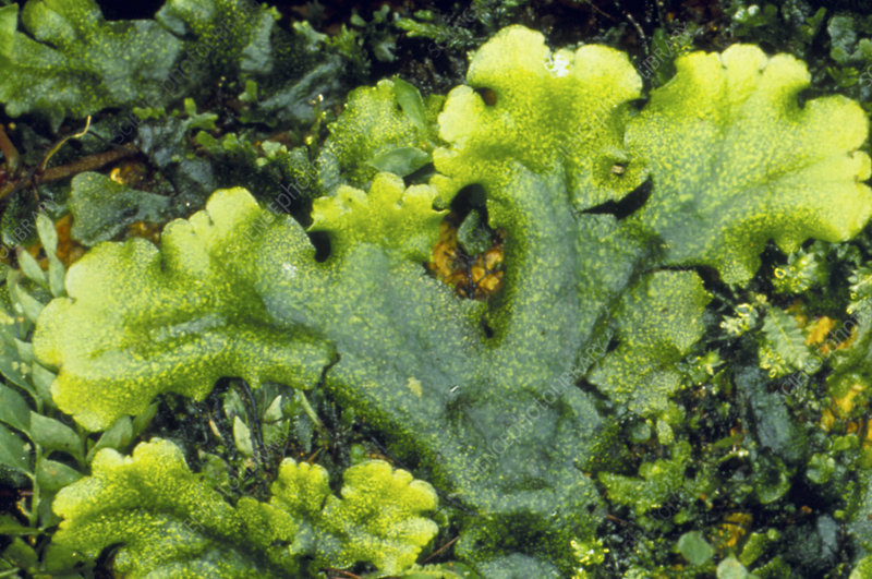 <ul><li><p>simple, flat plant body not divided into roots, stems or leaves</p></li><li><p>In liverworts, the ______ is the flattened leathery structure <strong>gametophyte</strong></p></li></ul><p></p>