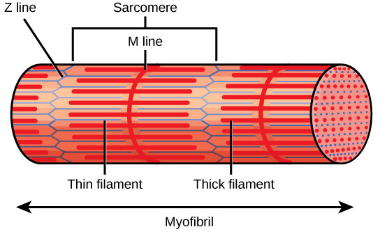<p>What are sarcomeres?</p>