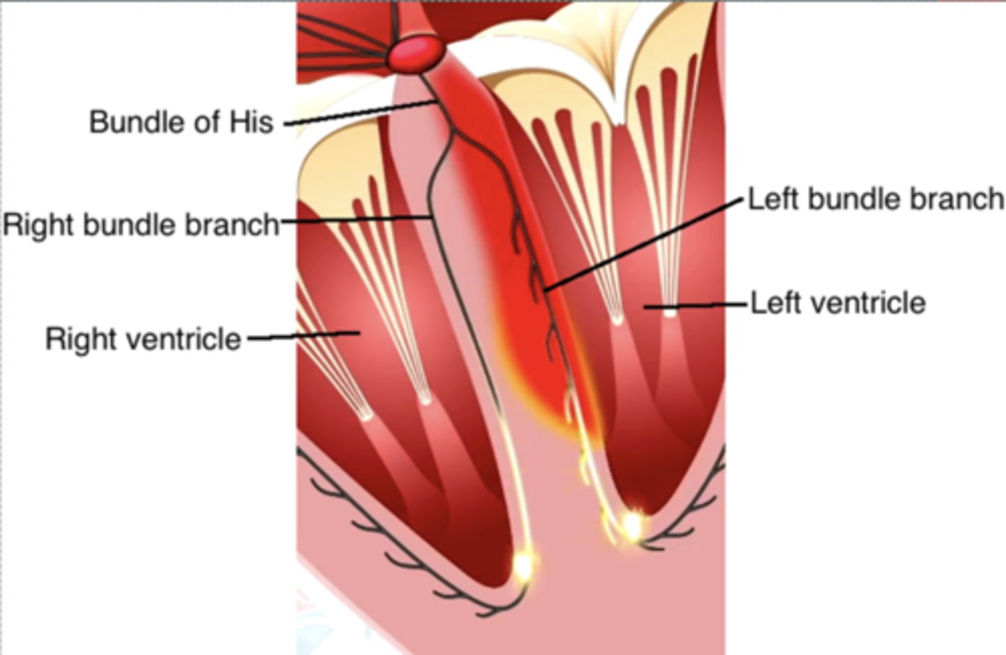 <p>Ventricular depolarization begins midway down the interventricular septum, where the LBB produces fine terminal filaments</p><p>**because LV is bigger, needs more pathways.</p>