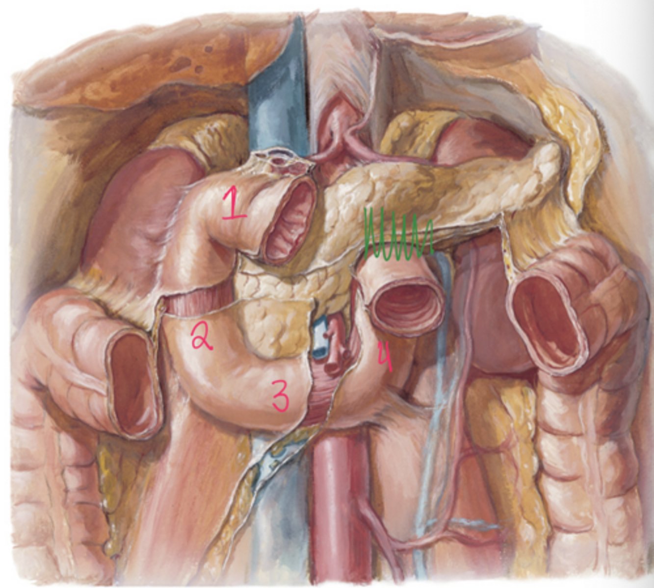 <p>Superior (1st), descending (2nd), inferior (3rd), and ascending (4th) portions.</p>