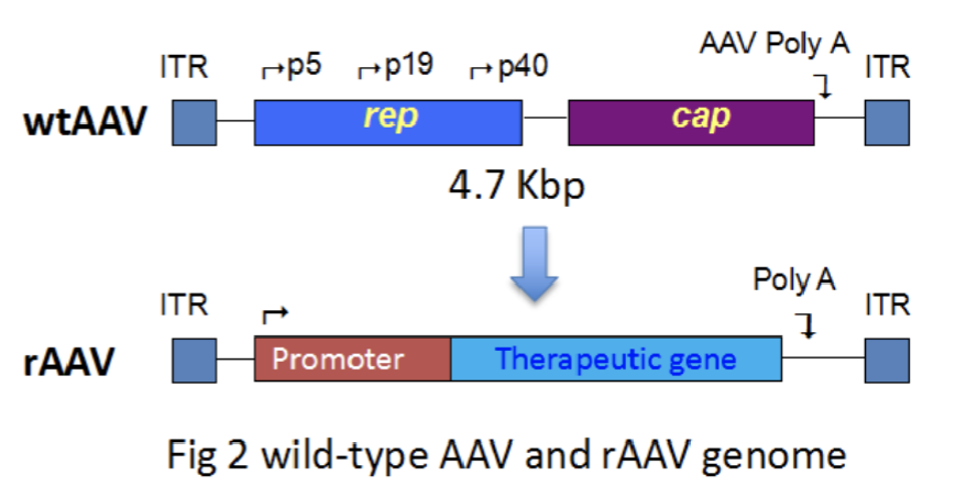 <ul><li><p>Wild-type AAV genome contains replication genes and capsid genes between inverted terminal repeats (ITRs)</p></li><li><p>Scientists create a recombinant AAV by removing the replication genes and capsid genes and cloning in a <strong>promoter </strong>upstream of a&nbsp;<strong>therapeutic gene of interest</strong></p><ul><li><p>The replication and capsid genes are removed so that the therapeutic AAV vectors does not replicate uncontrollably within the patient</p></li><li><p>Once the virion is made, it cannot replicate itself</p></li></ul></li></ul><p></p>
