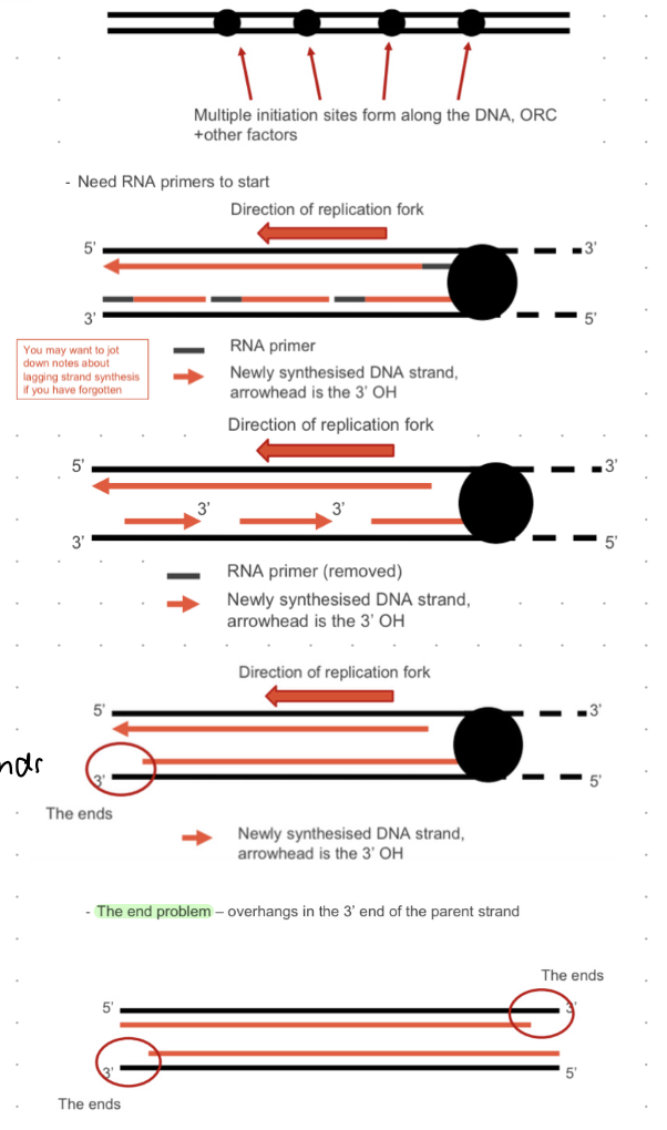 <ol><li><p>start at ORI (many sites)</p></li><li><p>RNA primers bind at ORI</p></li><li><p>DNA synthesized in 5’ direction</p></li><li><p>etc etc</p></li></ol><p></p><p>end problem = overhangs in the 3’ end of the parent strand</p><p></p>