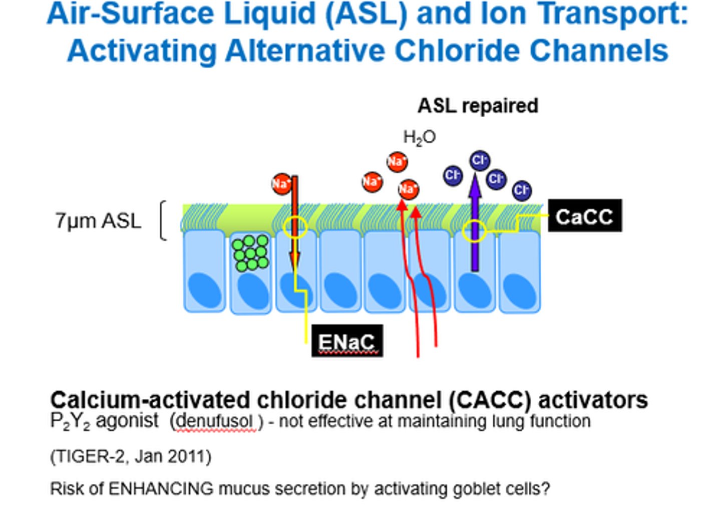 <p>Calcium-Activated Chloride Channel activators.</p>